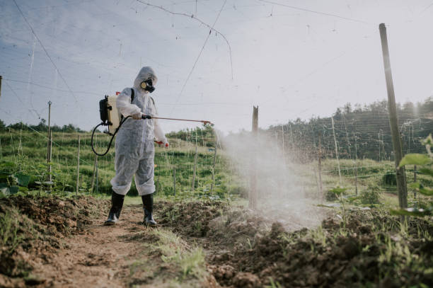 Wasp Removal Services in Wauregan, CT