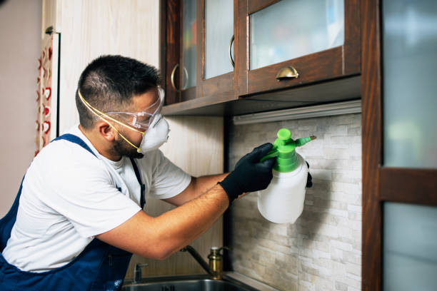 Best Ant Control Services  in Wauregan, CT