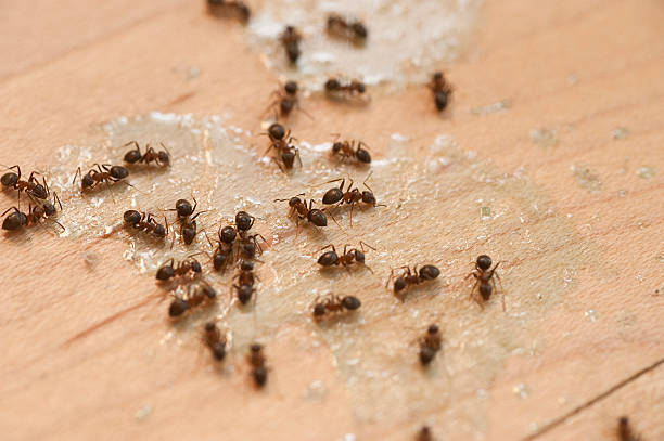 Best Affordable Pest Control Services  in Wauregan, CT