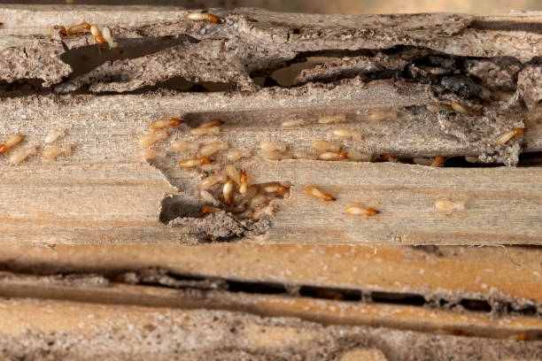 Best Emergency Pest Control  in Wauregan, CT