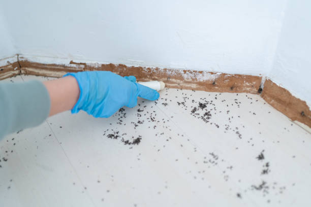 Best Pest Removal Services  in Wauregan, CT