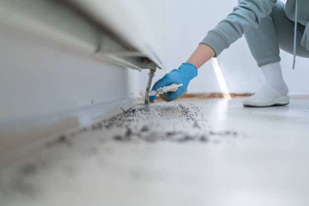 Best Cockroach Control Services  in Wauregan, CT